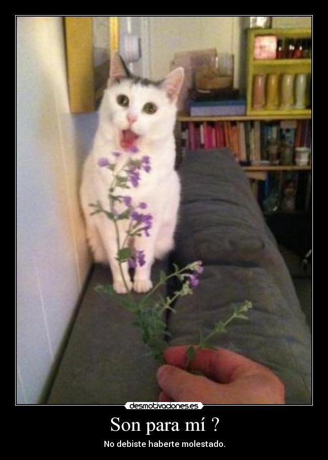 Son para mí ? - No debiste haberte molestado.