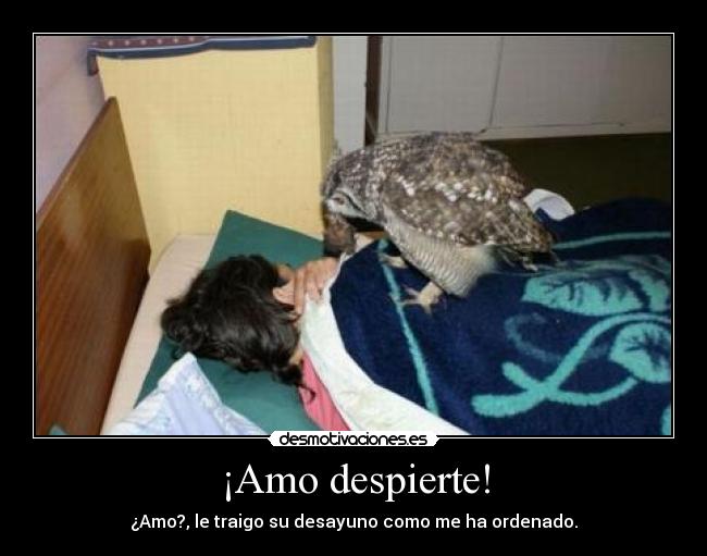 ¡Amo despierte! -