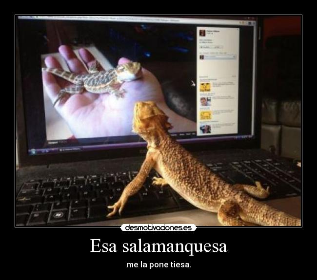 Esa salamanquesa - me la pone tiesa.