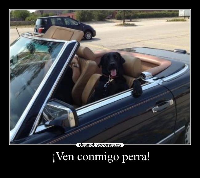 ¡Ven conmigo perra! -