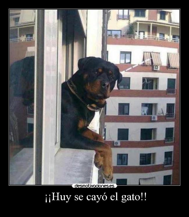 ¡¡Huy se cayó el gato!! -