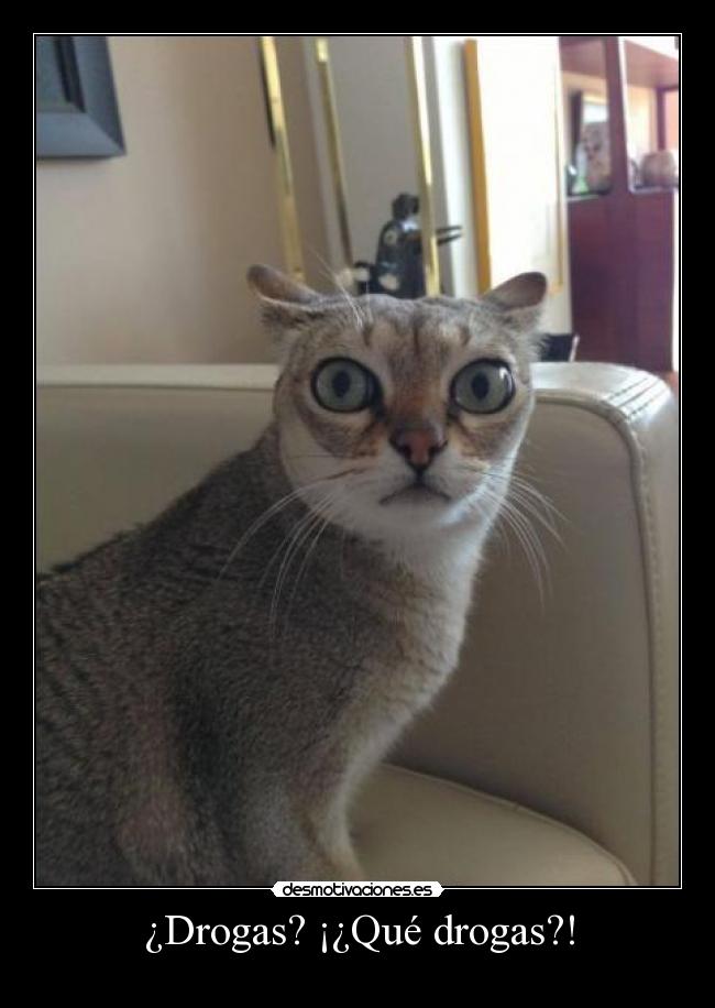 ¿Drogas? ¡¿Qué drogas?! - 