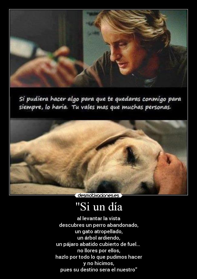 Si un día - al levantar la vista
descubres un perro abandonado,
un gato atropellado,
un árbol ardiendo,
un pájaro abatido cubierto de fuel...
no llores por ellos,
hazlo por todo lo que pudimos hacer
y no hicimos,
pues su destino sera el nuestro