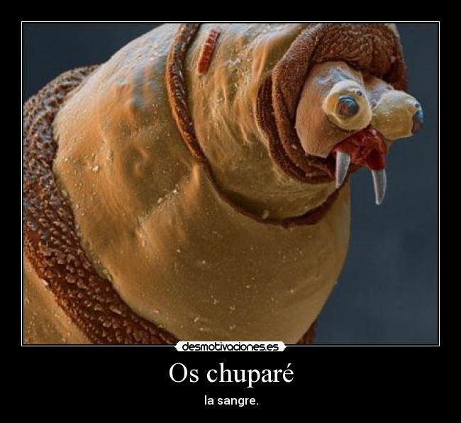 Os chuparé -