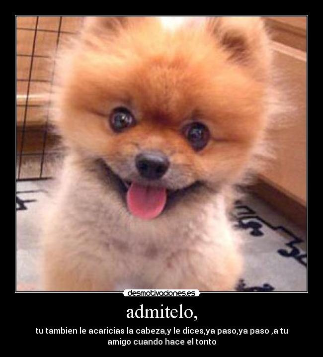 admitelo, - tu tambien le acaricias la cabeza,y le dices,ya paso,ya paso ,a tu
amigo cuando hace el tonto