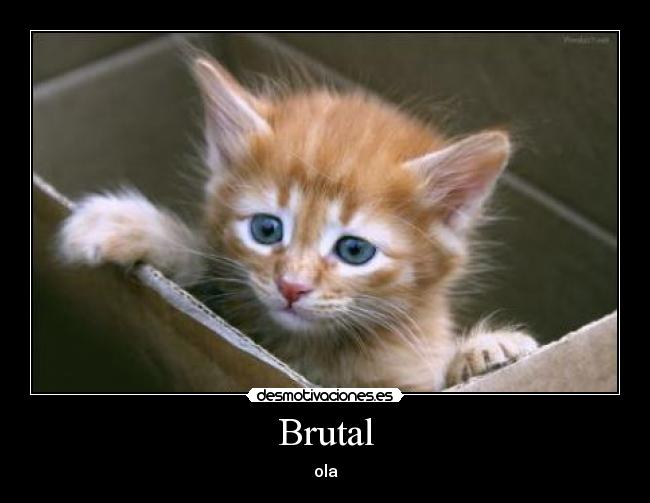 Brutal - ola