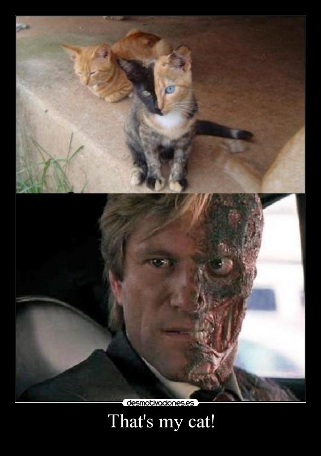 carteles gatosgatete batman harvey dent dos caras desmotivaciones