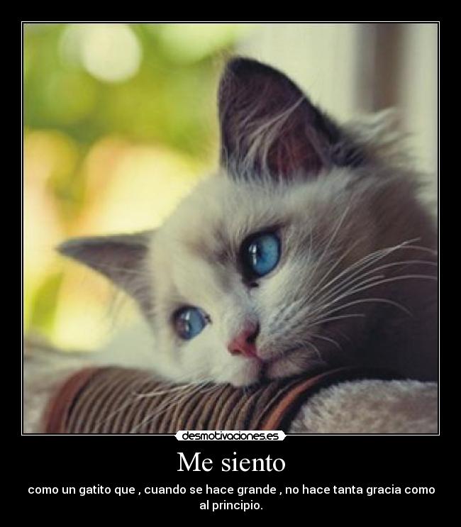 Me siento - como un gatito que , cuando se hace grande , no hace tanta gracia como al principio.