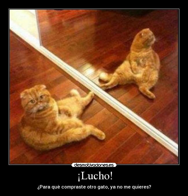 ¡Lucho! -