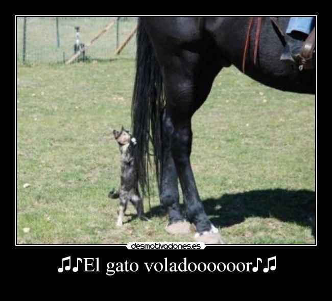 ♫♪El gato voladoooooor♪♫ -