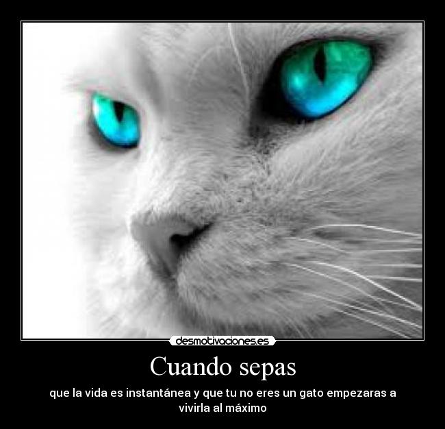 Cuando sepas - que la vida es instantánea y que tu no eres un gato empezaras a vivirla al máximo