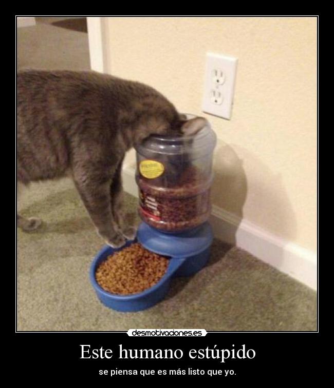 Este humano estúpido - se piensa que es más listo que yo.