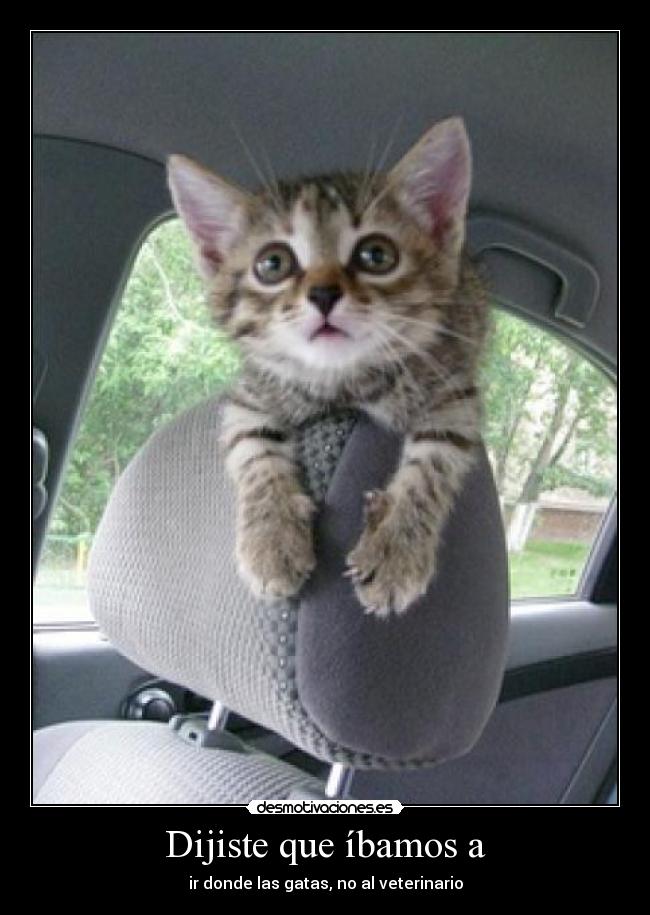 Dijiste que íbamos a - ir donde las gatas, no al veterinario