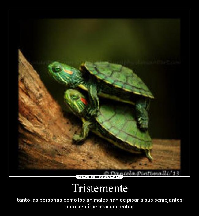 Tristemente - tanto las personas como los animales han de pisar a sus semejantes
para sentirse mas que estos.