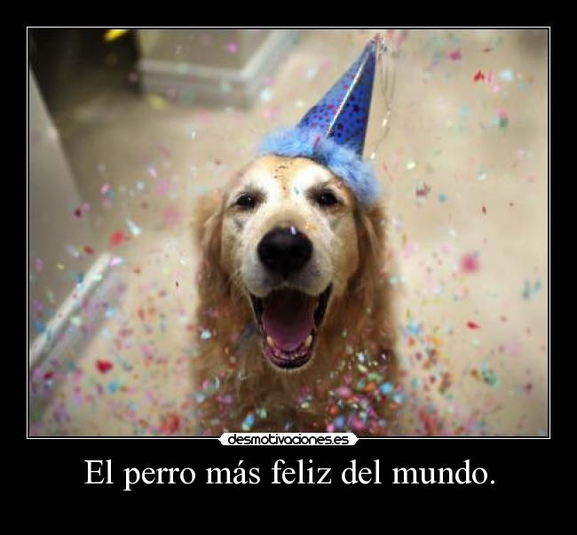 El perro más feliz del mundo. -
