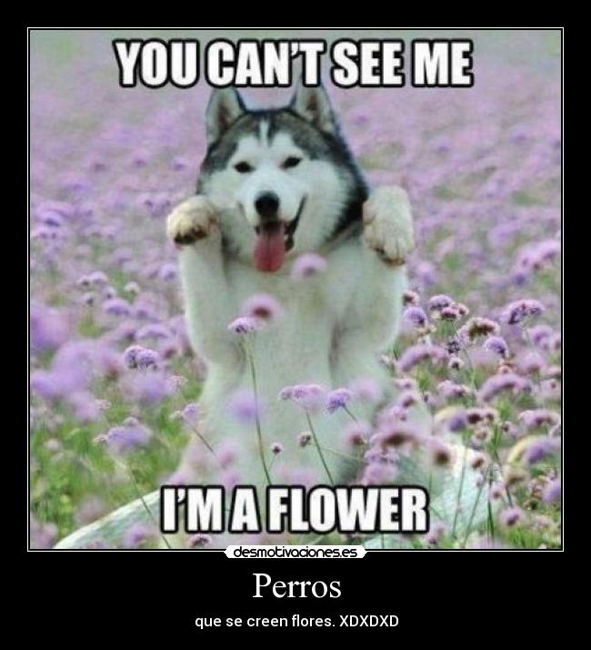 Perros - que se creen flores. XDXDXD