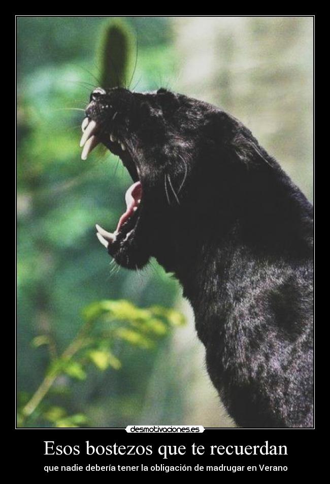 Esos bostezos que te recuerdan - que nadie debería tener la obligación de madrugar en Verano