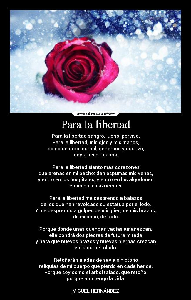 Para la libertad - Para la libertad sangro, lucho, pervivo.
Para la libertad, mis ojos y mis manos,
como un árbol carnal, generoso y cautivo,
doy a los cirujanos.

Para la libertad siento más corazones
que arenas en mi pecho: dan espumas mis venas,
y entro en los hospitales, y entro en los algodones
como en las azucenas.

Para la libertad me desprendo a balazos
de los que han revolcado su estatua por el lodo.
Y me desprendo a golpes de mis pies, de mis brazos,
de mi casa, de todo.

Porque donde unas cuencas vacías amanezcan,
ella pondrá dos piedras de futura mirada
y hará que nuevos brazos y nuevas piernas crezcan
en la carne talada.

Retoñarán aladas de savia sin otoño
reliquias de mi cuerpo que pierdo en cada herida.
Porque soy como el árbol talado, que retoño:
porque aún tengo la vida.

MIGUEL HERNÁNDEZ