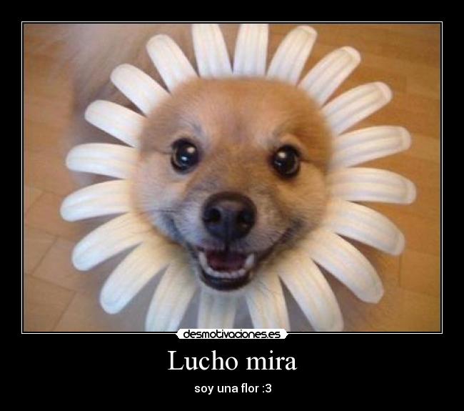 Lucho mira - soy una flor :3