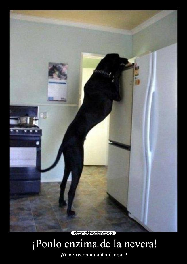 ¡Ponlo enzima de la nevera! -
