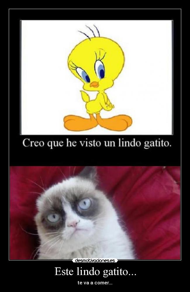 Este lindo gatito... -