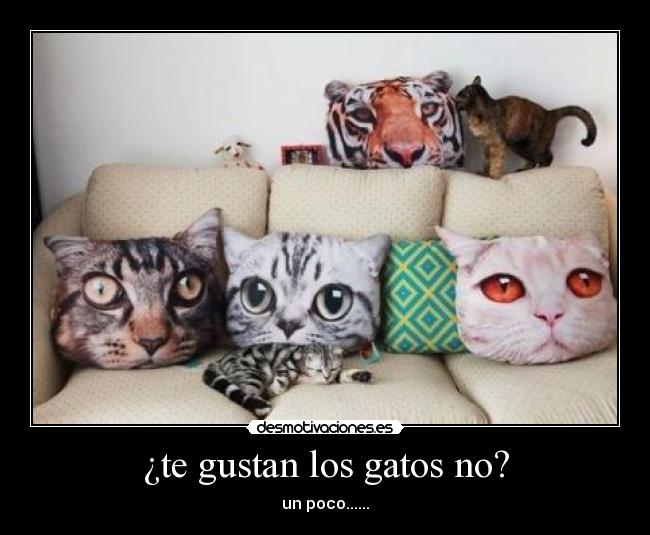¿te gustan los gatos no? -