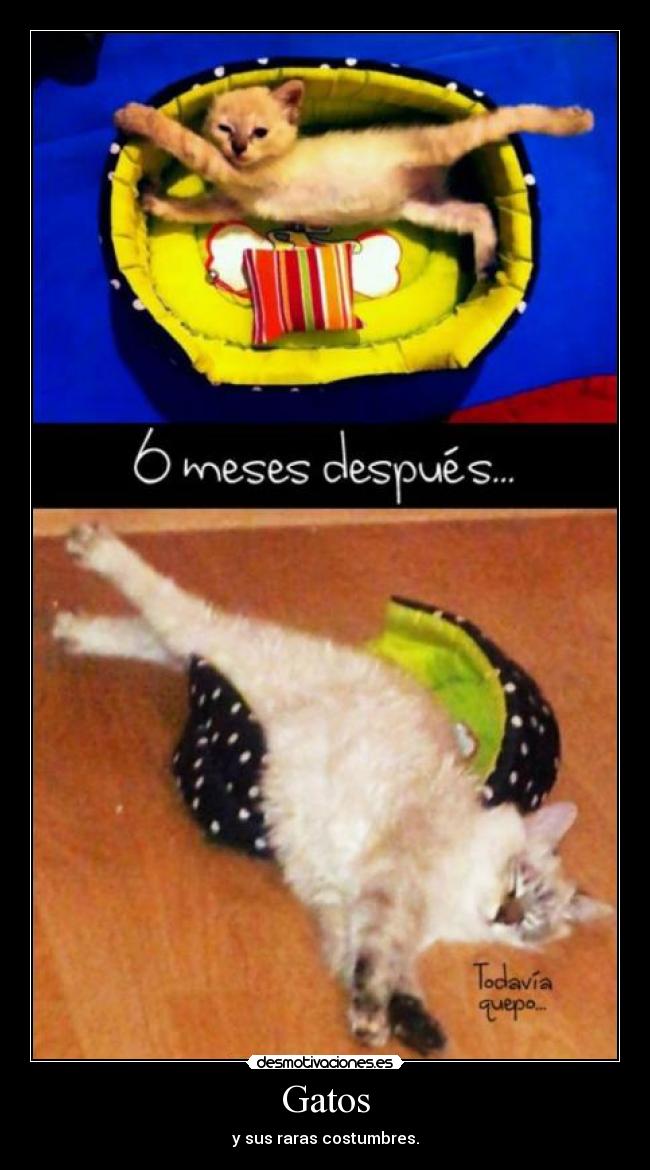 Gatos - y sus raras costumbres.