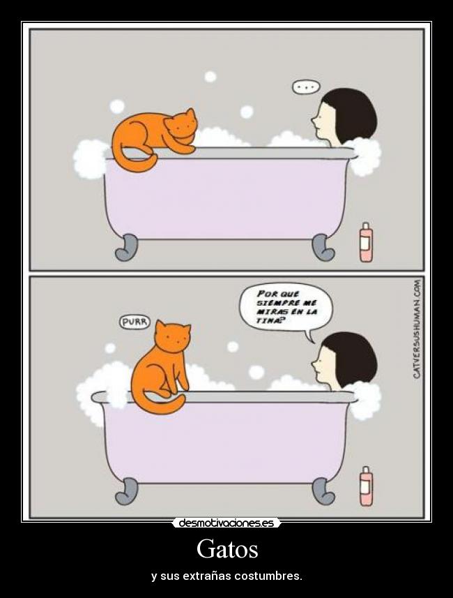 Gatos - y sus extrañas costumbres.