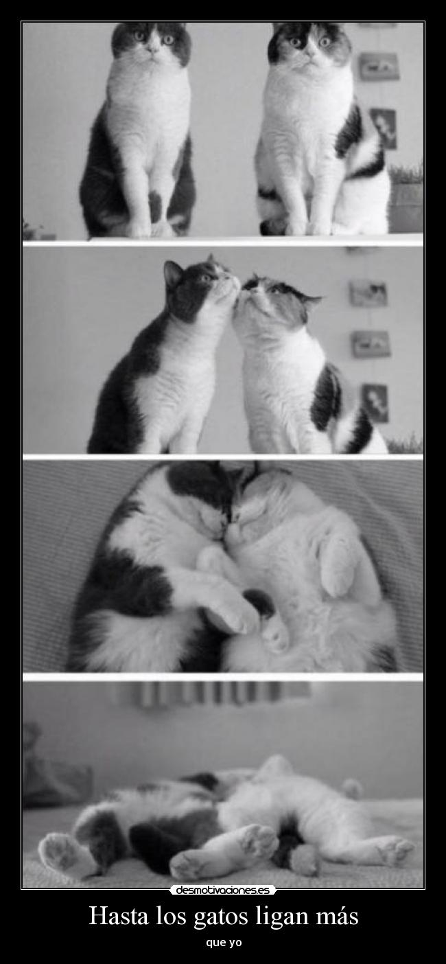 Hasta los gatos ligan más - que yo