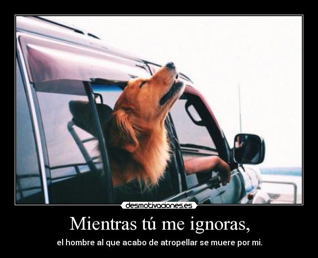 Mientras tú me ignoras, - el hombre al que acabo de atropellar se muere por mi.