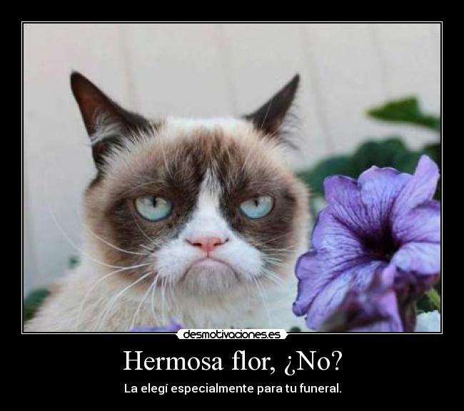 Hermosa flor, ¿No? -
