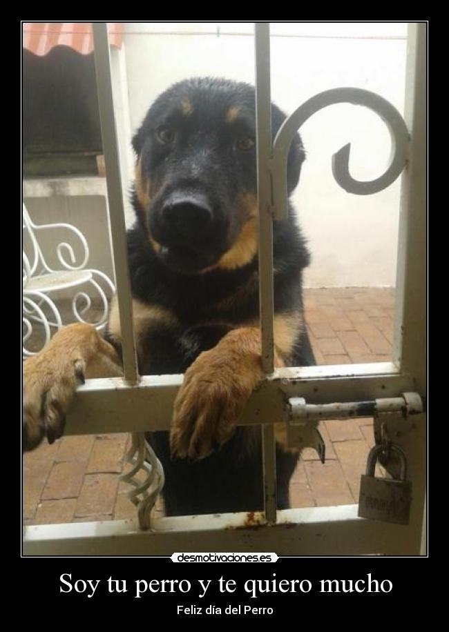 Soy tu perro y te quiero mucho - 