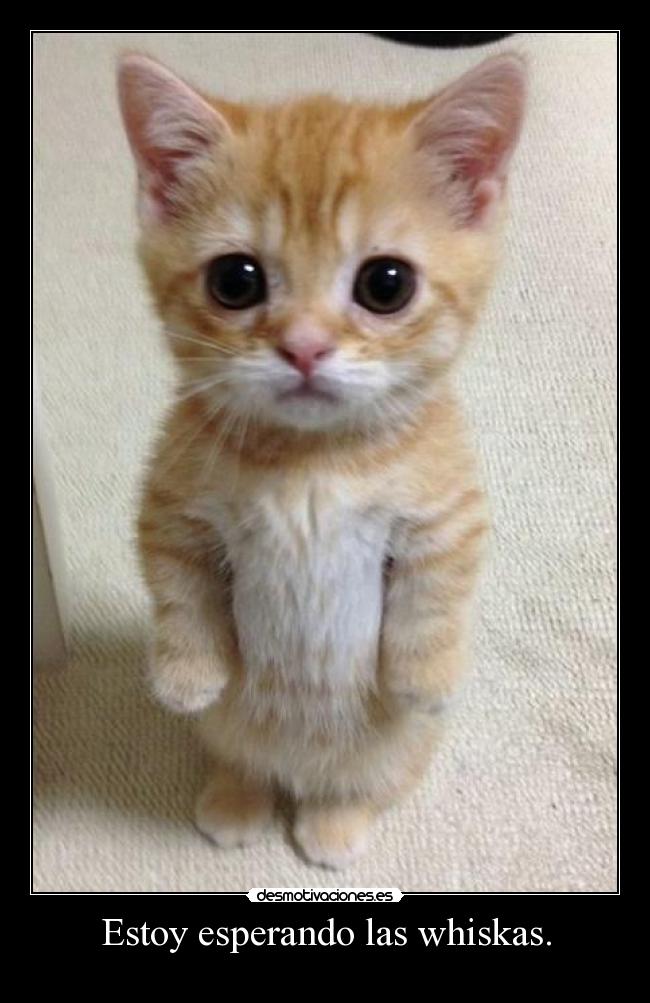 Estoy esperando las whiskas. -