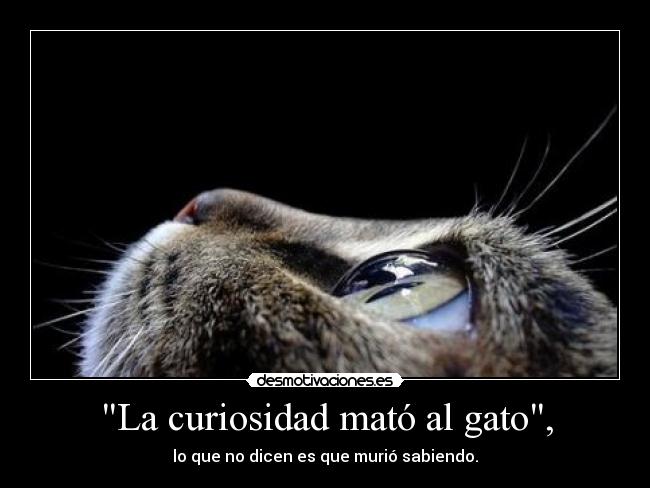 carteles curiosidad mato gato desmotivaciones