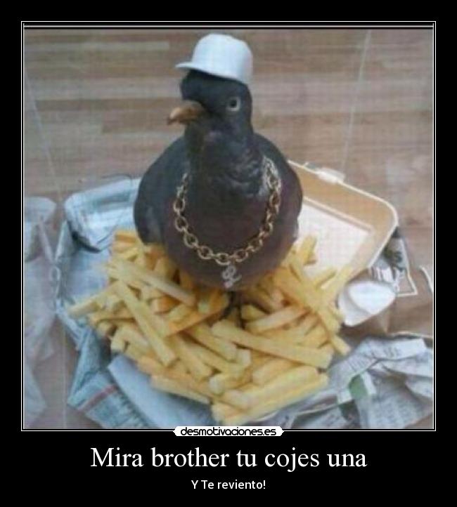 Mira brother tu cojes una - Y Te reviento!