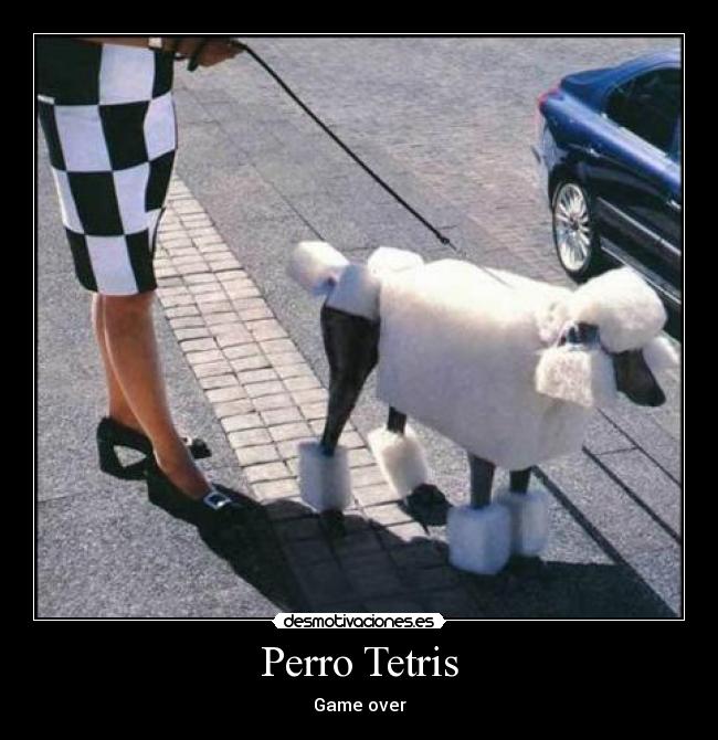 Perro Tetris - 