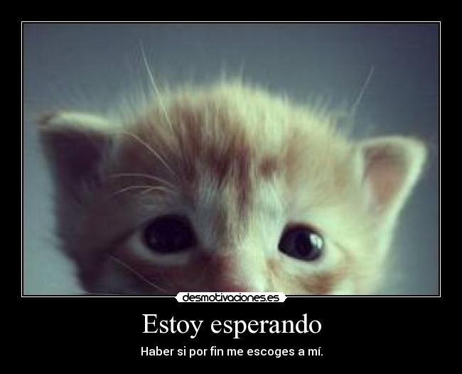 Estoy esperando - Haber si por fin me escoges a mí.