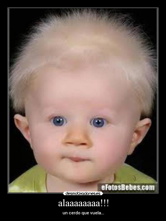 alaaaaaaaa!!! - un cerdo que vuela...