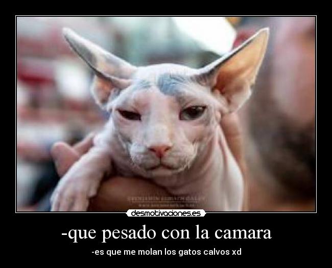-que pesado con la camara - -es que me molan los gatos calvos xd