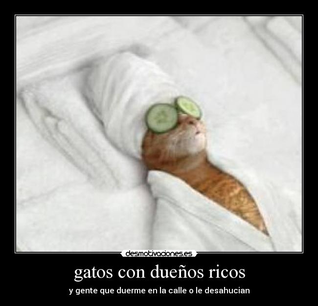 gatos con dueños ricos - y gente que duerme en la calle o le desahucian