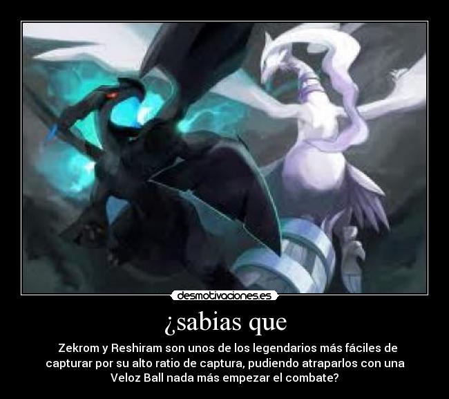 ¿sabias que - Zekrom y Reshiram son unos de los legendarios más fáciles de
capturar por su alto ratio de captura, pudiendo atraparlos con una
Veloz Ball nada más empezar el combate?