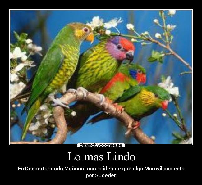 Lo mas Lindo - 