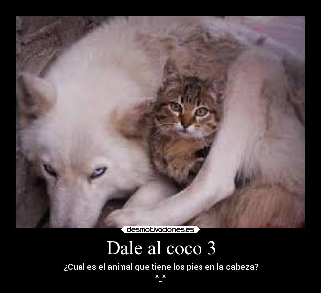 Dale al coco 3 - ¿Cual es el animal que tiene los pies en la cabeza?
^_^