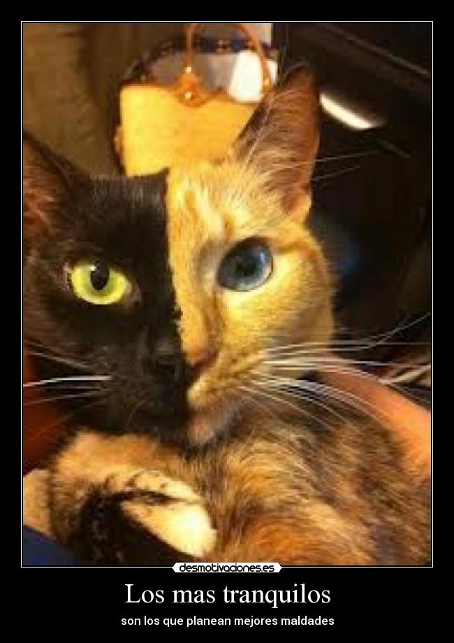 Los mas tranquilos - son los que planean mejores maldades