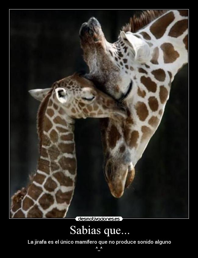 Sabias que... - La jirafa es el único mamífero que no produce sonido alguno
^_^