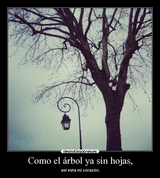 Como el árbol ya sin hojas, - 
