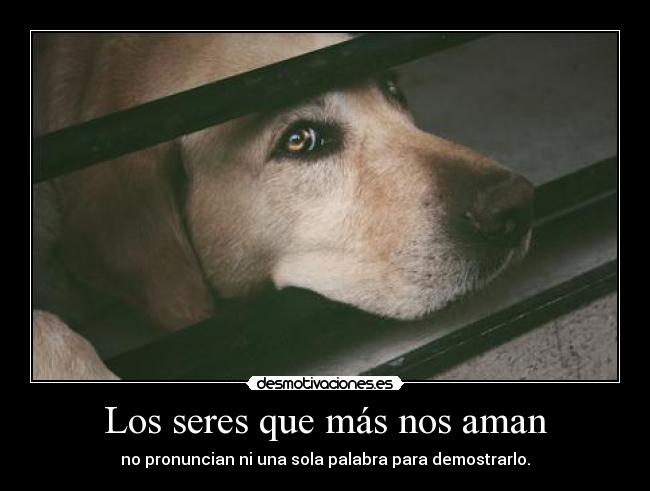 carteles perro ejemplo desmo desmotivaciones