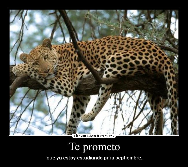 Te prometo - 