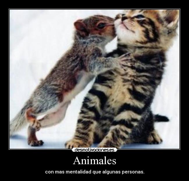 Animales - 