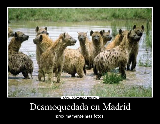 Desmoquedada en Madrid -